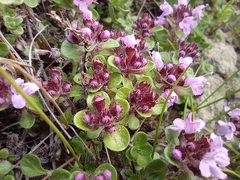 Thymus reverdattoanus