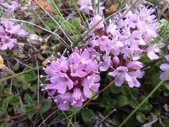 Thymus reverdattoanus