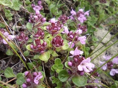 Thymus reverdattoanus
