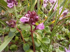 Thymus reverdattoanus