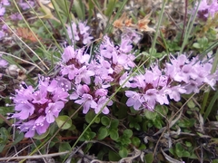 Thymus reverdattoanus