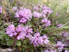 Thymus reverdattoanus