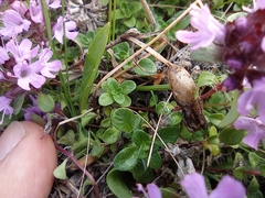Thymus reverdattoanus