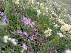 Thymus reverdattoanus