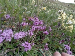 Thymus reverdattoanus