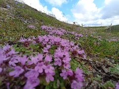 Thymus reverdattoanus