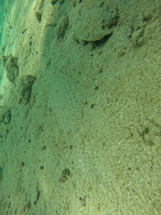 Pardachirus marmoratus