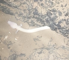 Proteus anguinus anguinus