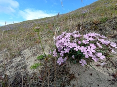 Thymus reverdattoanus