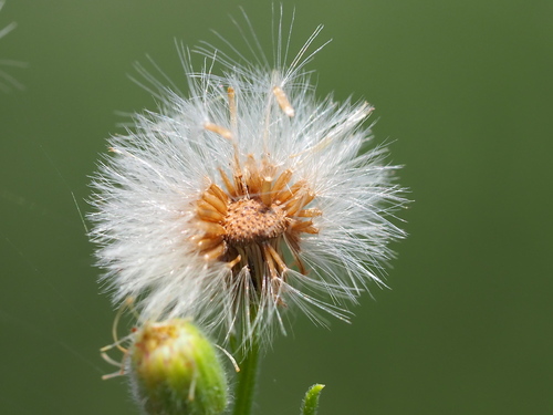 Flax-leaved Horseweed