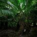 American Oil Palm - Photo (c) Nick Helme, some rights reserved (CC BY-SA), uploaded by Nick Helme