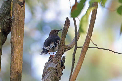 Aztec Thrush (Ridgwayia pinicola), photo 9
