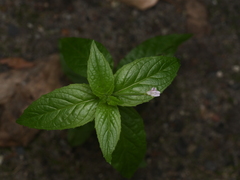 Epilobium parviflorum