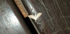 Stenopaltis lithina