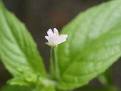 Epilobium parviflorum