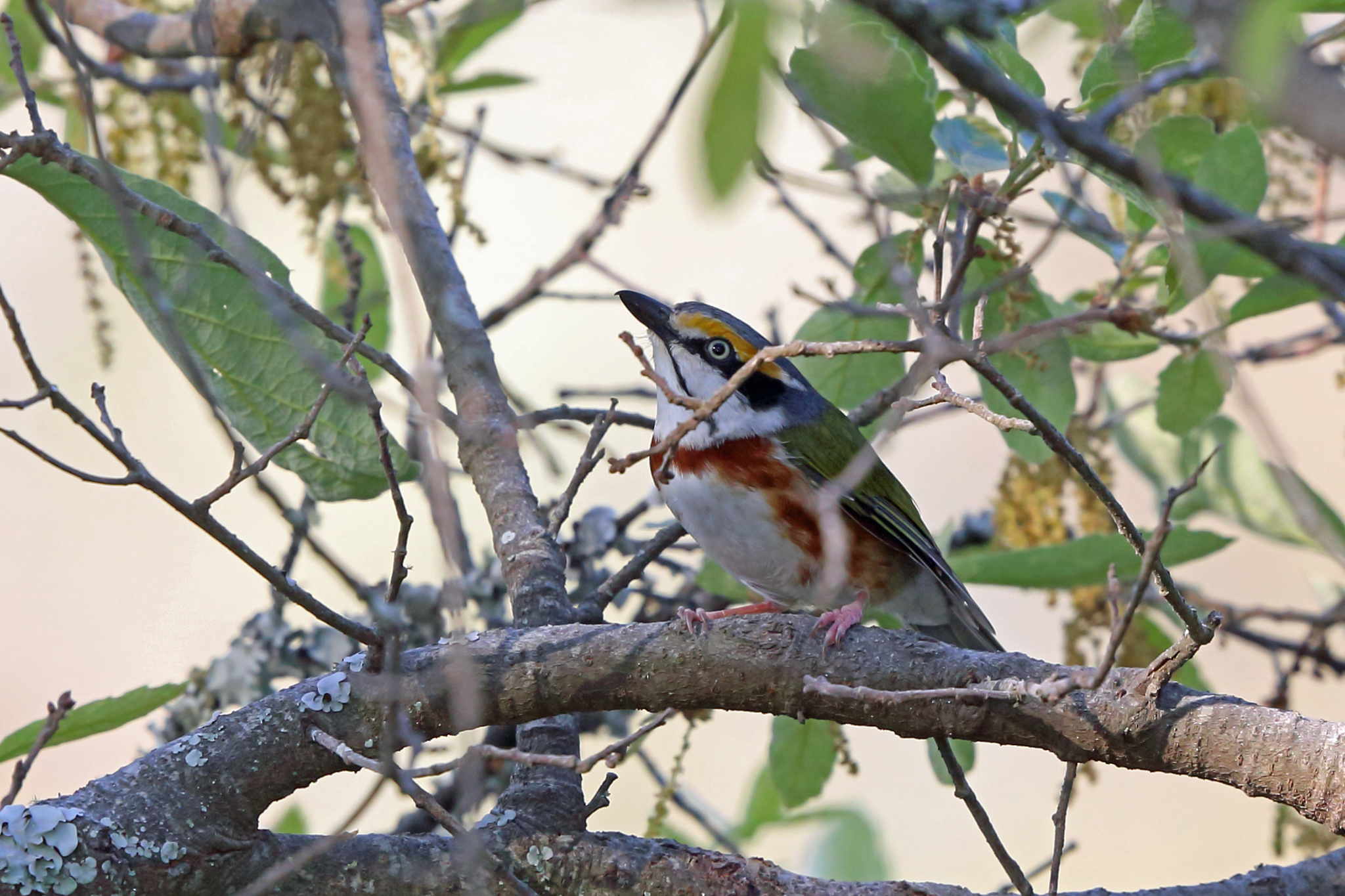 Chestnut-sided Shrike-Vireo illustration
