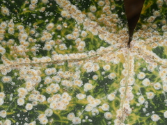 Aspidiotus hedericola