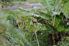 Pterorhinus vassali