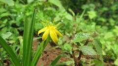 Hypoxis aurea