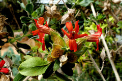 Petalidium coccineum