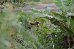Pterorhinus vassali