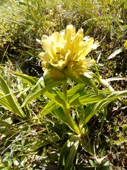 Gentiana punctata