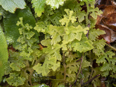 Trichocolea mollissima