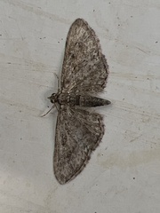 Eupithecia inturbata