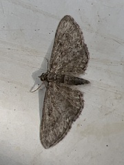 Eupithecia inturbata
