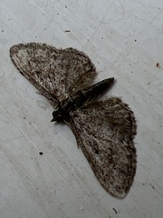 Eupithecia inturbata