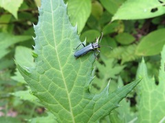 Lycocerus attristatus