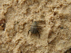 Hoplia graminicola