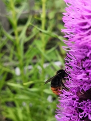 Bombus lapidarius