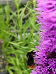 Bombus lapidarius