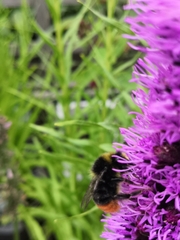 Bombus lapidarius