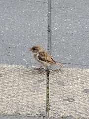 Passer domesticus