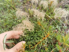 Geum pentapetalum