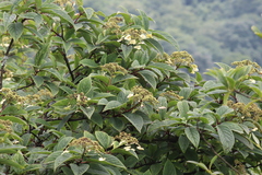 Hydrangea xanthoneura