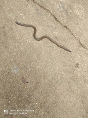 Uropeltidae