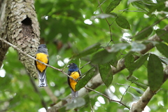 Trogon violaceus