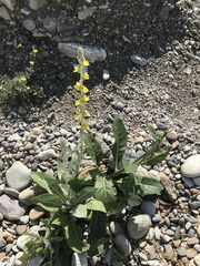 Verbascum