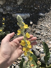Verbascum