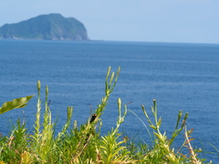 Lilium longiflorum scabrum