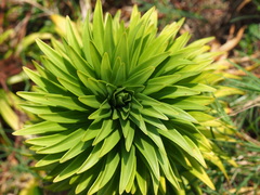 Lilium longiflorum scabrum