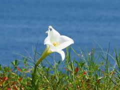 Lilium longiflorum scabrum