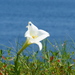 Lilium longiflorum scabrum - Photo no rights reserved, uploaded by 葉子