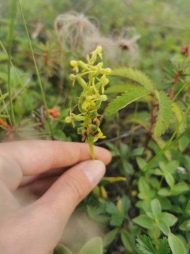 Aleutian bog orchid (Platanthera tipuloides)