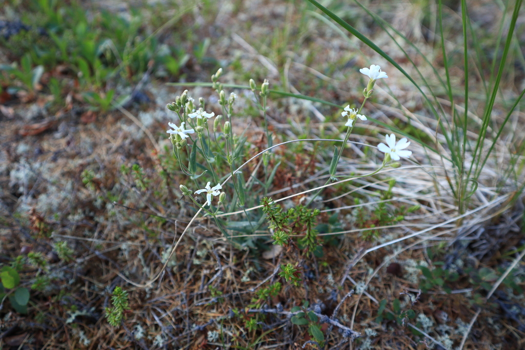 Silene samojedorum; photograph (c) Станислав Чуванов, some rights reserved (CC BY)