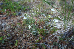 Silene samojedorum