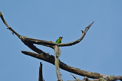 Psilopogon auricularis